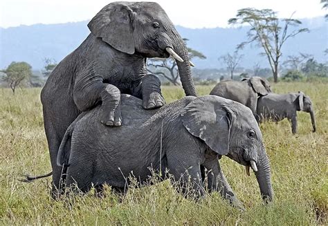 Wie Haben Elefanten Sex Elefant Tours