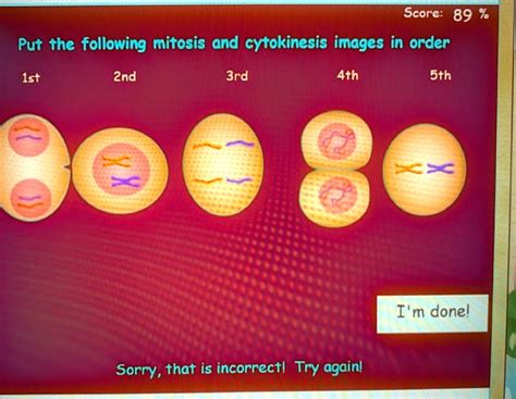 Solved Score 89 Put The Following Mitosis And Cytokinesis Images In