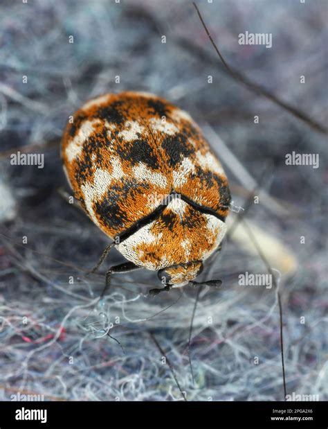 Carpet beetle damage hi-res stock photography and images - Alamy