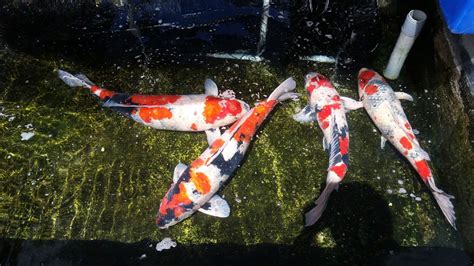 Ushijima Nishikigoi Summer Time Means Its Koi Breeding Season