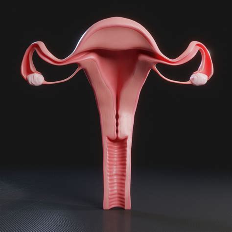 Female Reproductive System 3d Model C4d Stl Obj 3ds Fbx Tbscene Blend