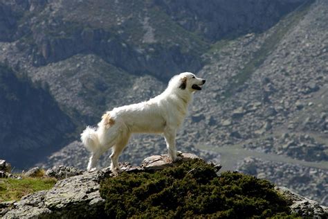 History of the Great Pyrenees - Great Pyrenees Club of America