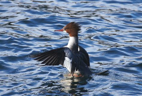 Victoria Daily Photo: Common Merganser (Mergus merganser)