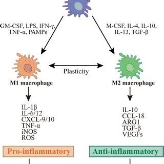 Macrophage Activation And M M Typing Macrophages Polarized Into