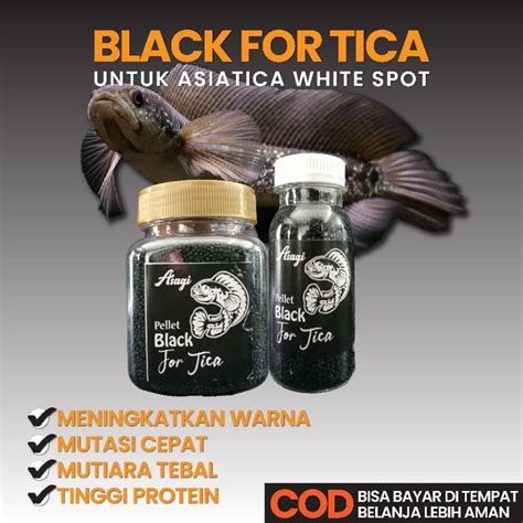 Jual Pelet Channa Asagi Black For Tica Pakan Channa Asiatica Ws Pure