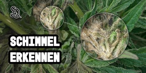 Erkennen Von Schimmel Auf Cannabis Umfassend Toller Ratgeber