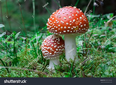 32,634 Amanita Muscaria Images, Stock Photos & Vectors | Shutterstock