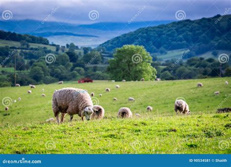 Manada De Ovejas En El Pasto Verde Inglaterra Imagen De Archivo