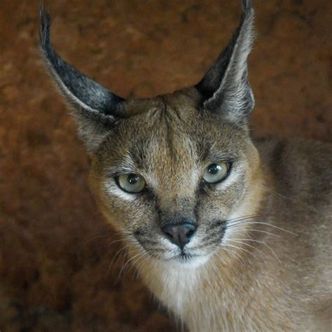 What Does A Caracal Cat Look Like - Infoupdate.org