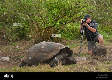 Galapagos tortue tortue géante des Galapagos porteri Chelonodis