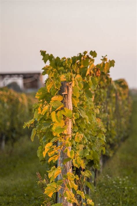 Regenerative Viticulture | La Bauge Vineyard