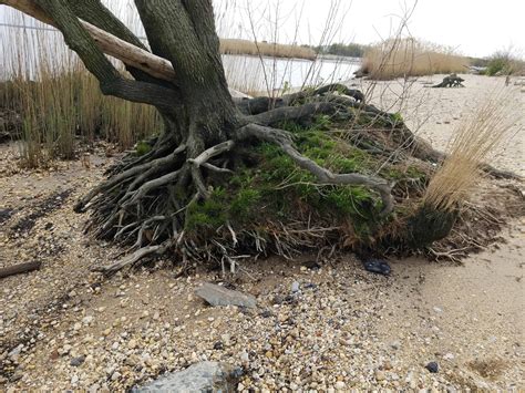 Where Can I Get Cheap Driftwood – Driftwood Academy