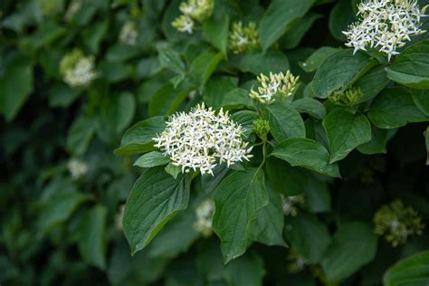 How to Grow and Care for Silky Dogwood