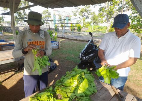 Pasok Kebutuhan Pasar Lapas Terbuka Kendal Rutin Panen Sawi Halo