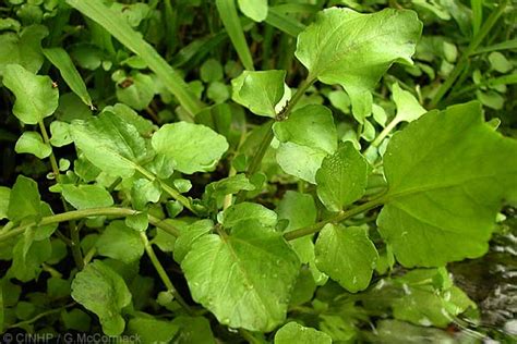 Cook Islands Biodiversity Rorippa Nasturtium Aquatica Watercress