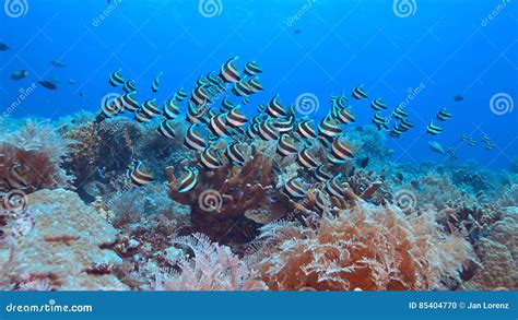 Bannerfish on a coral reef stock photo. Image of diving - 85404770