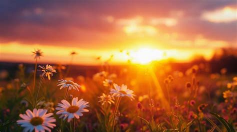 Flower Field Sunset Stock Photos, Images and Backgrounds for Free Download