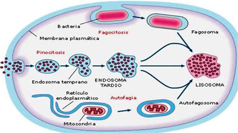 Los Lisosomas Escuelapedia Recursos Educativos
