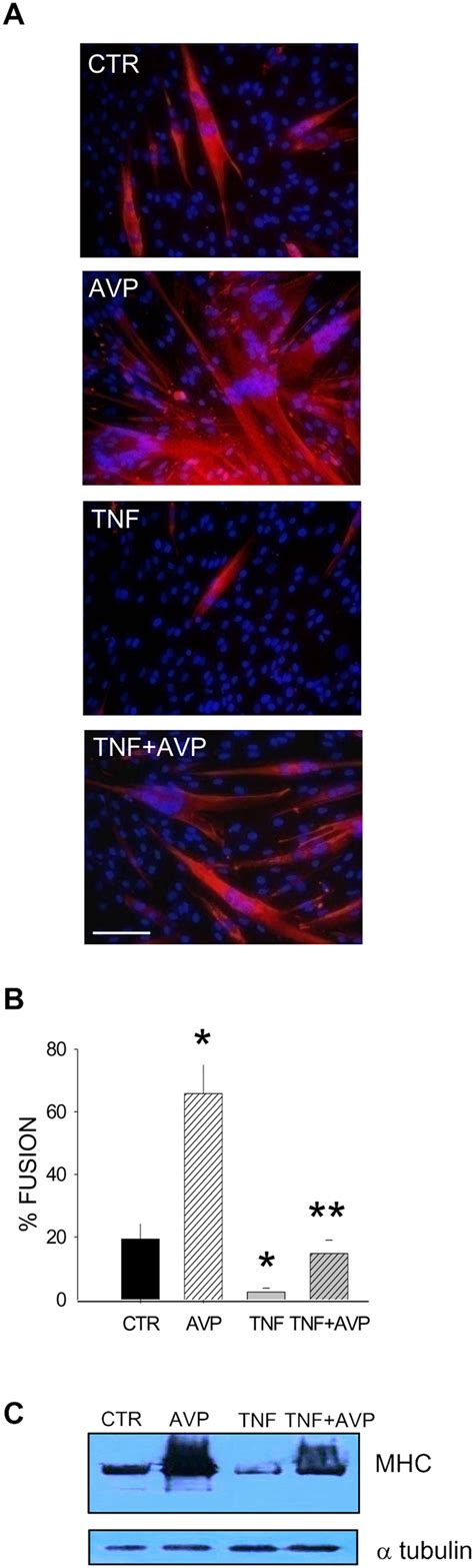 TNF And AVP Differentially Regulate Myogenic Differentiation In