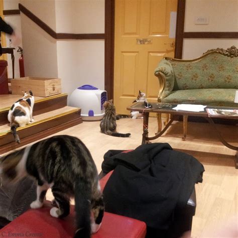 10 Of The Best Cat Cafes In The World Adventures Of A London Kiwi