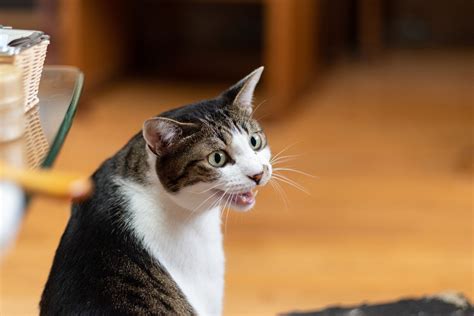 猫が飼い主に喋ってくるのはなぜ？5つの心理 ねこちゃんホンポ