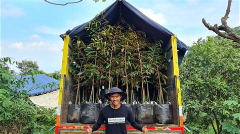 Bibit Durian Musang King Planterbag Diborong Sultan Ciamis Bocah