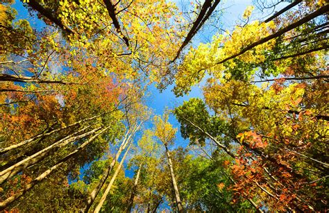 Strategies For Tree Conservation Scenic America