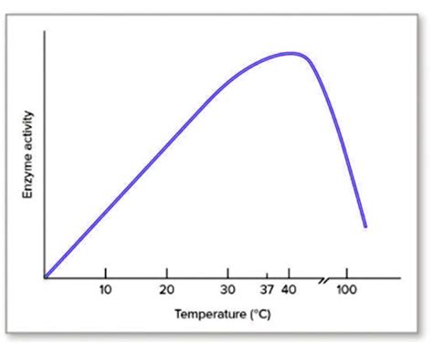 Solved Explain The Graph Showing The Effect Of Temperature On Enzyme