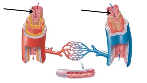 BIO 251 Vessels Flashcards Quizlet
