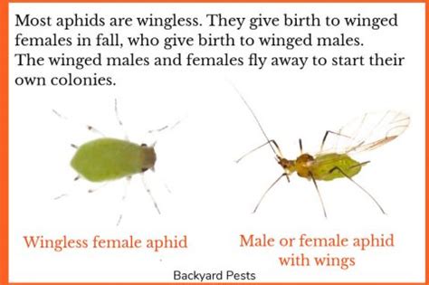 Flying Aphids: Yes, They Exist And Here's Why... - Backyard Pests