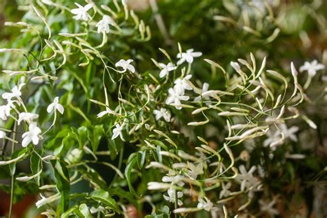 How To Grow And Care For Jasmine Indoors