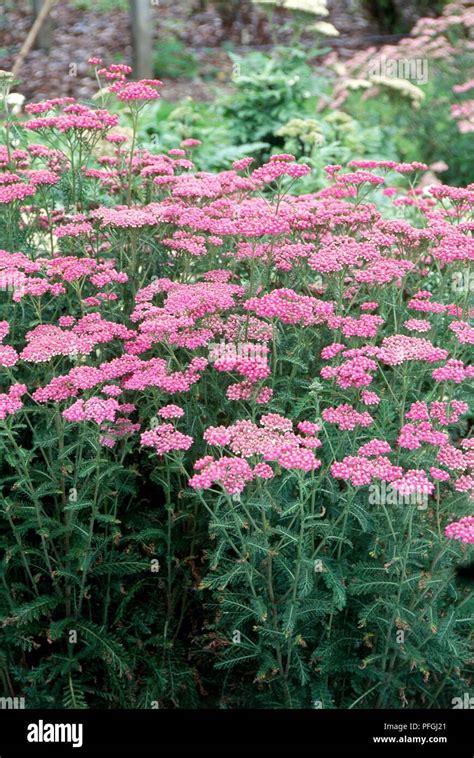 Achillea Millefolium Cerise Queen Yarrow Perenne Con Flores De Color Rosa Y Hojas Verdes