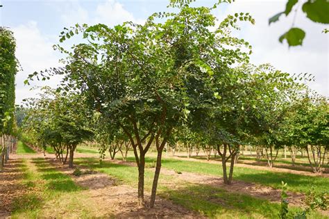 Ulmus Minor Var Suberosa Van Roessel Vormbomen