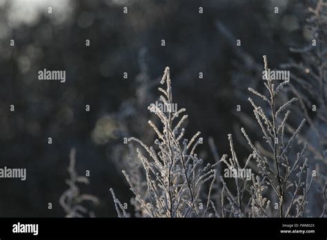 Snow Covered Plants Stock Photo - Alamy