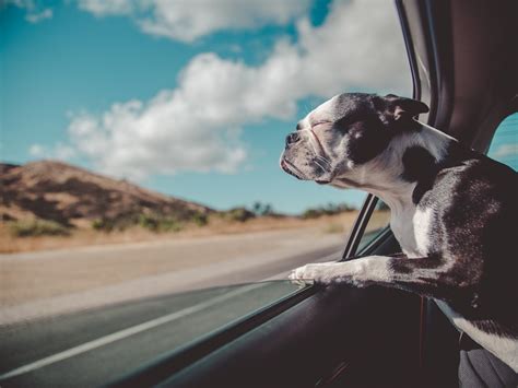 Saiba como cuidar dos pets durante a viagem de férias da família