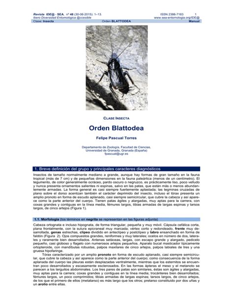 Orden Blattodea