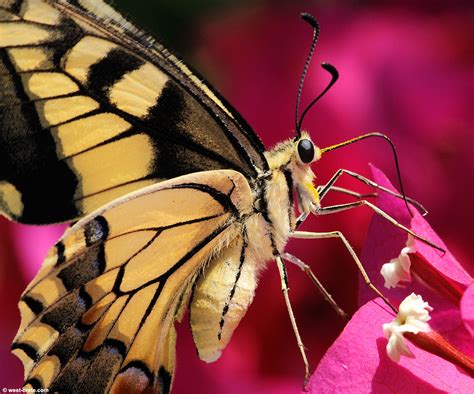 Swallowtail Butterfly