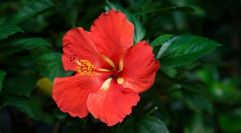 Red Hibiscus Flower