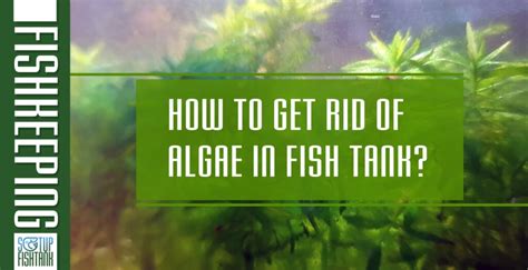 How To Get Rid Of Algae In Fish Tank Setup Fish Tank