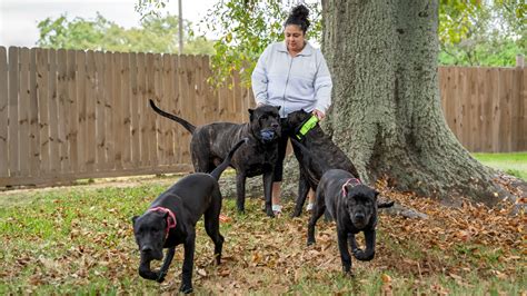 Decoding the Noble Spirit: A Deep Dive into Presa Canario Temperament • SoCalPresa: Top-Rated ...