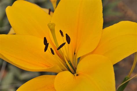 What Makes A Lily So Royal Cultivation Of Crops