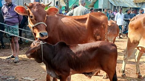 দেশি গাভী বাছুরের দাম জানুন চন্ডিমুড়া হাট থেকে ক্রস জাতের গাভীর দাম