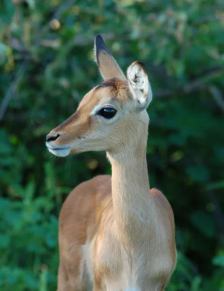 Impala antelope — Stock Photo © Chriskruger #1941623