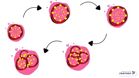 thrombopoiesis - YouTube