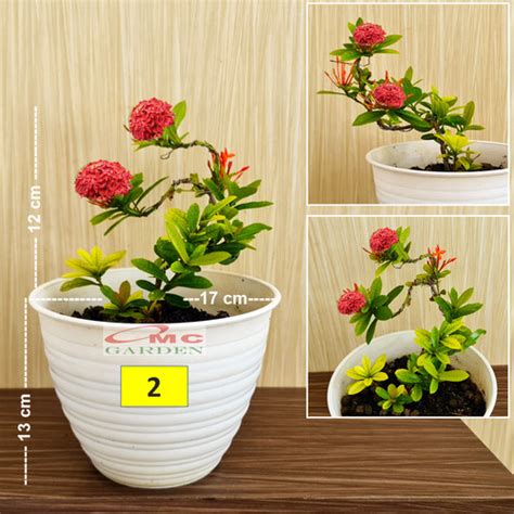 Jual Tanaman Hias Bonsai Bonsae Mame Soka Mini Asoka Jepang Ixora Merah