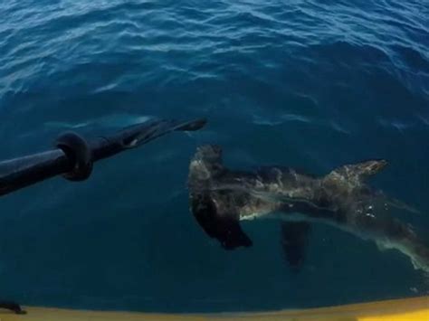 Us Man Fights Off Hammerhead Shark With A Paddle After It Attacks His