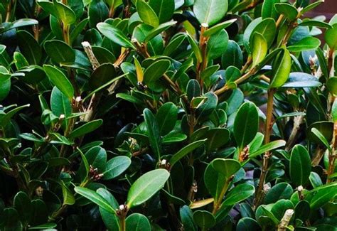 Wintergreen Boxwood | Wintergreen Boxwood for Sale — PlantingTree