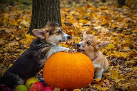 National Welsh Corgi Day Celebrate The Most Loveable Pups On The