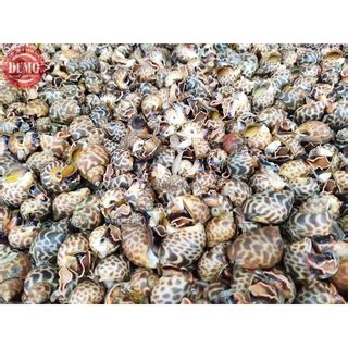 Jual Keong Hidup Keong Macan Seafood Segar Fresh Laut Shopee Indonesia