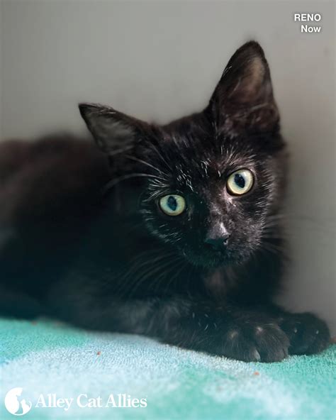 In Case You Missed It: Inspiring Videos of Cats You Help Protect